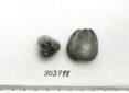 Click for 1 image(s) for this accession. FRUIT